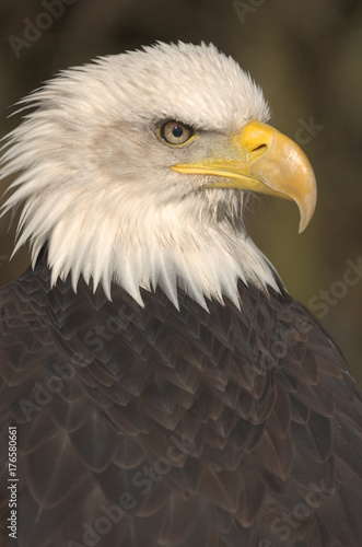 Mature adult Bald eagle (Haliaeetus leucocephalus) © Derek