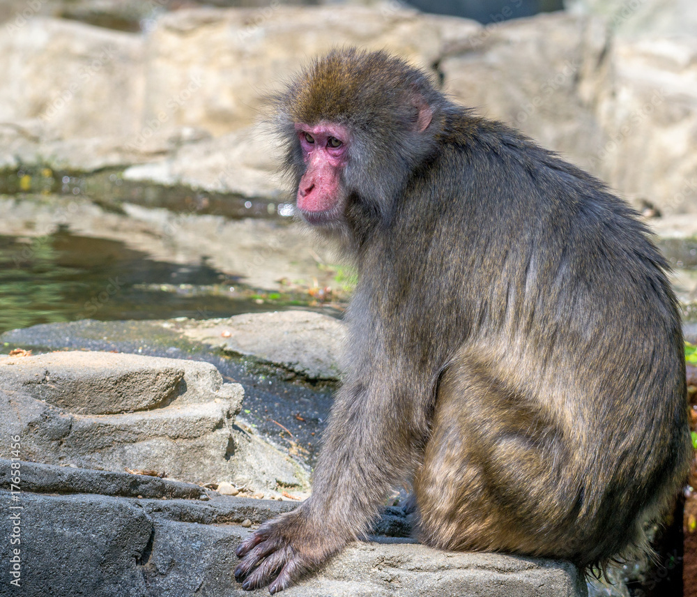 Japanese Macaque (Snow Monkey) Sitting on a Rocky Outcrop Japanese Macaque (Snow Monkey) Sitting on a Rocky Outcrop