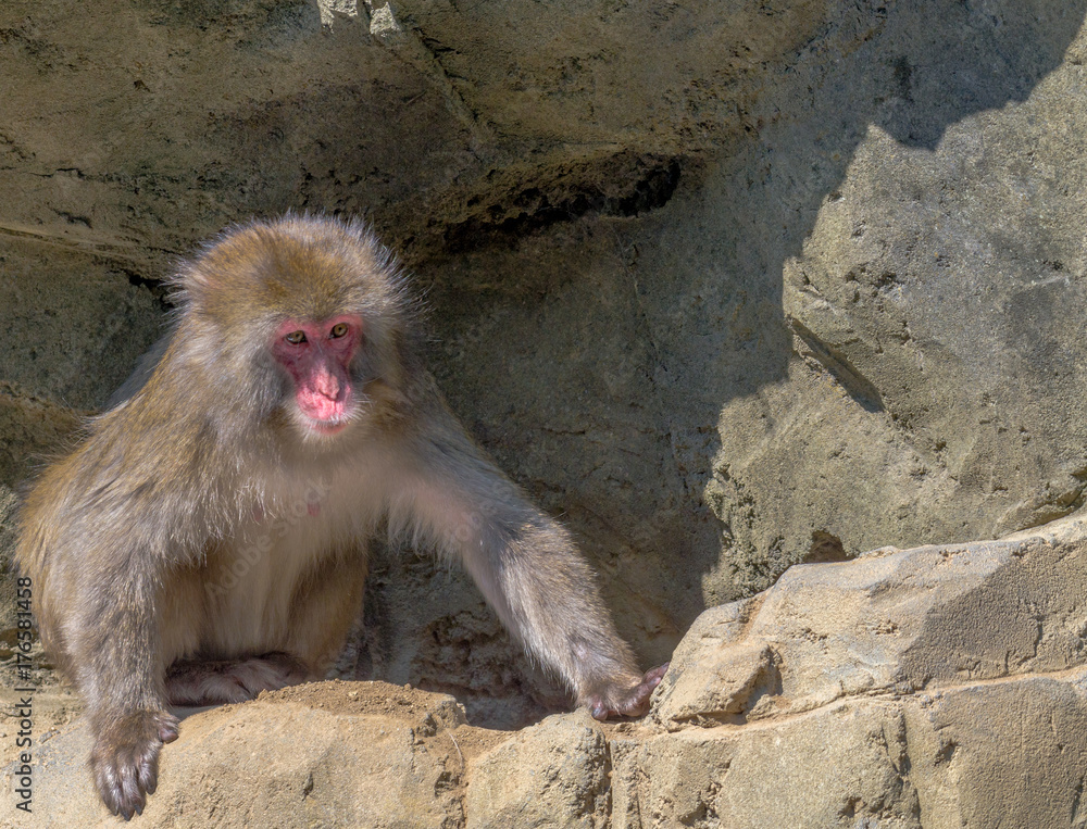 Japanese Macaque (Snow Monkey) Sitting in a Rocky Outcrop