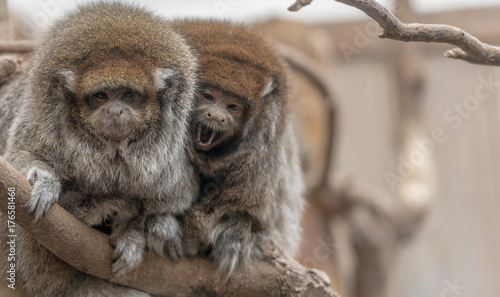 Photography Pair of  Bolivian Titi Monkeys in a Tree