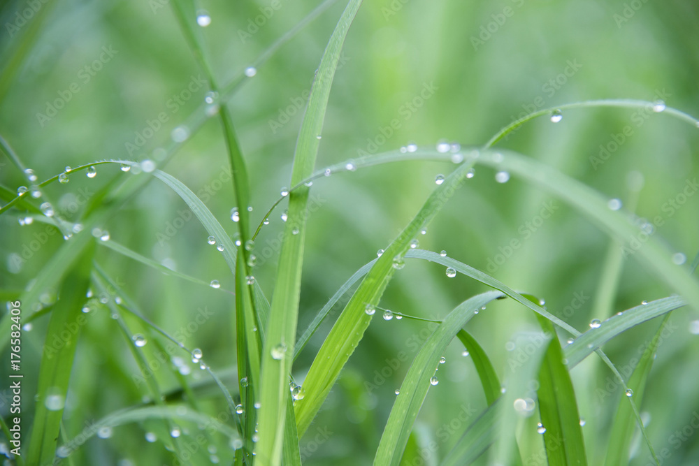 Drops on the green grass after rain. Water drop on the grass leaves. Drops on the green grass after rain. Water drop on the grass leaves.