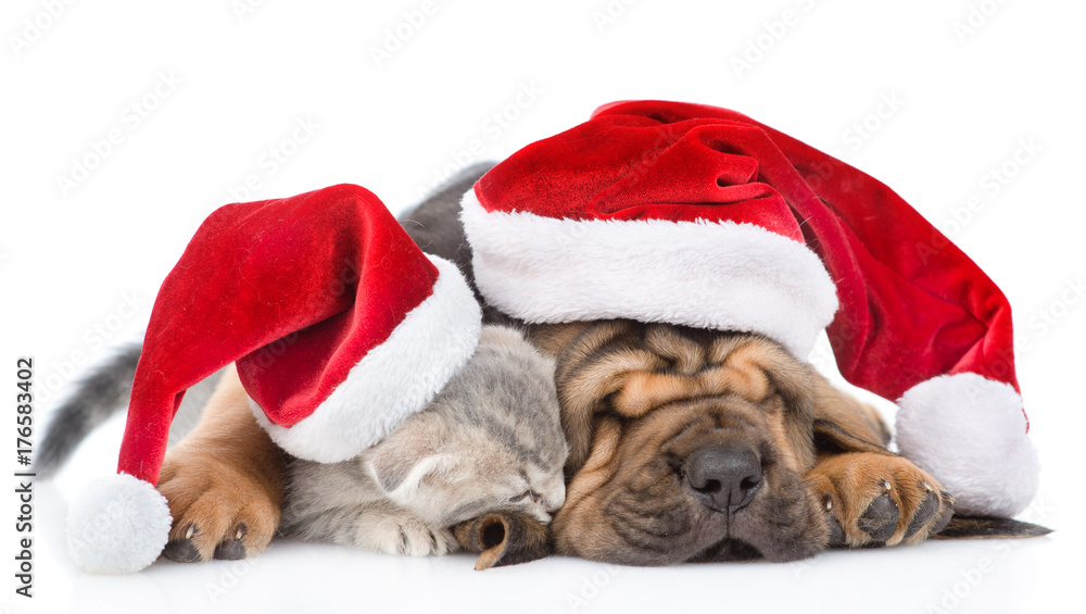 Sleeping bloodhound puppy in red christmas hat embracing kitten. isolated on white background Sleeping bloodhound puppy in red christmas hat embracing kitten. isolated on white background