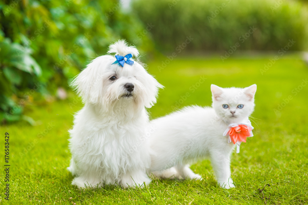 Maltese puppy and chinchilla cat  together on green grass
