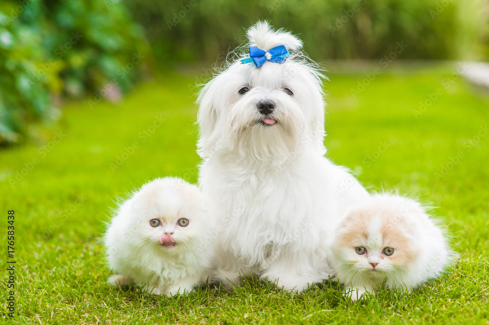 Maltese puppy and two highland fold cats lying together on green grass