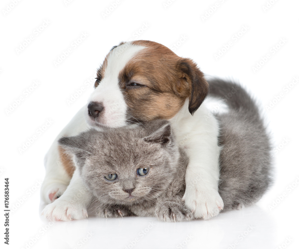 Jack russell puppy hugging a kitten.  isolated on white background