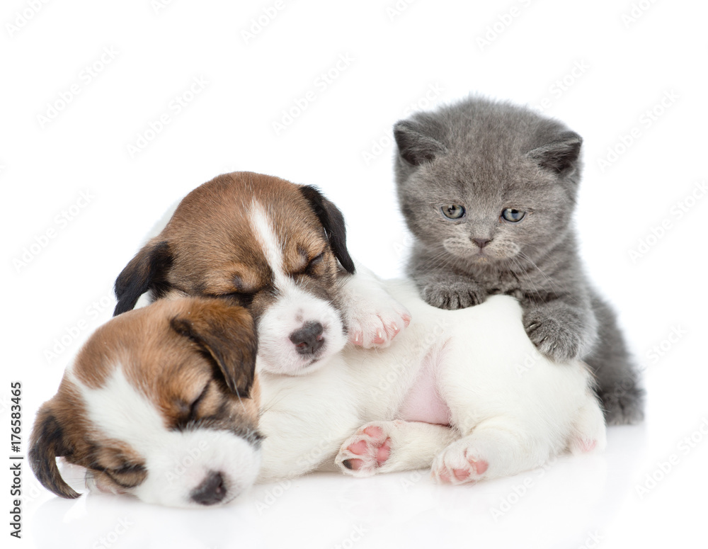 Kitten on a group of sleeping puppies Jack Russell looking at camera.  isolated on white background
