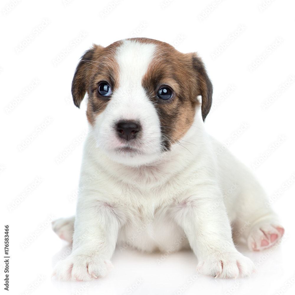 Puppy Jack russell sitting in front view and looking at camera.  isolated on white background