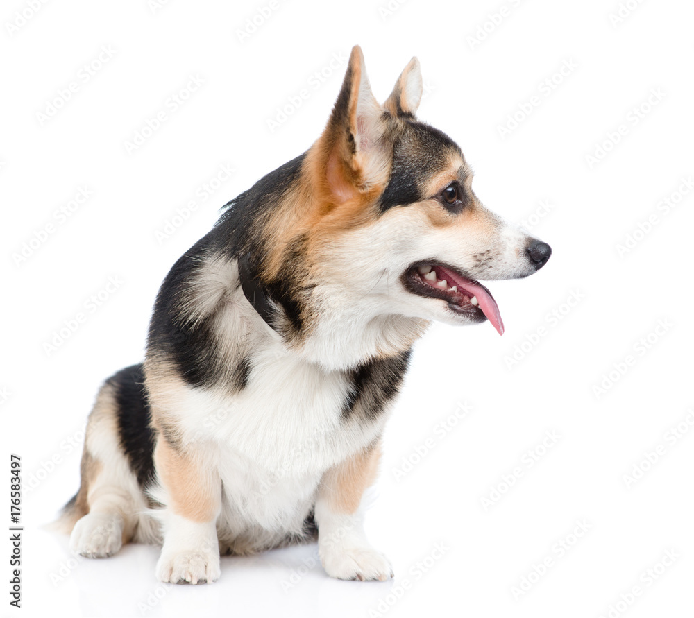 Pembroke Welsh Corgi sitting and looking away. isolated on white background Pembroke Welsh Corgi sitting and looking away. isolated on white background