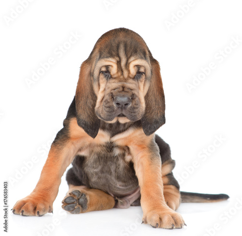 Bloodhound puppy sitting in front view. isolated on white background