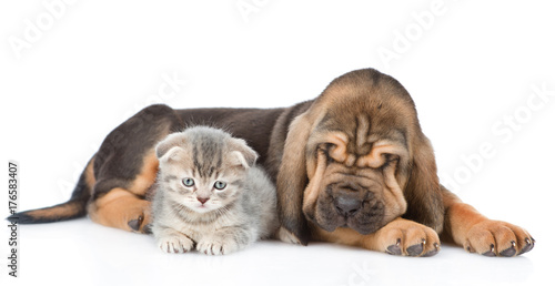 Sleeping bloodhound puppy and kitten lying together. isolated on white background