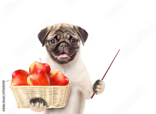 Funny puppy holding a basket of apples and pointing stick. isolated on white background © Ermolaev Alexandr