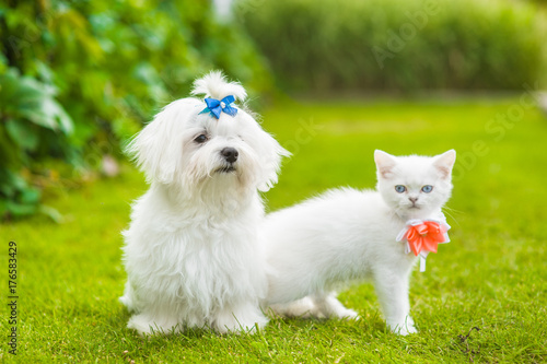 Maltese puppy and chinchilla cat  together on green grass © Ermolaev Alexandr