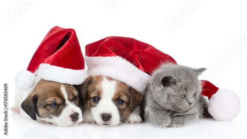 Kitten and a group of sleeping puppies Jack Russell  in red santa hats.  isolated on white background © Ermolaev Alexandr