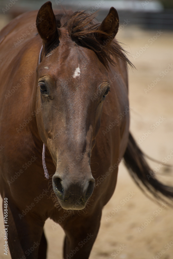 Obraz premium wild mustang