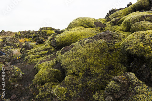 Icelandic moss and volcanic rocks / Iceland