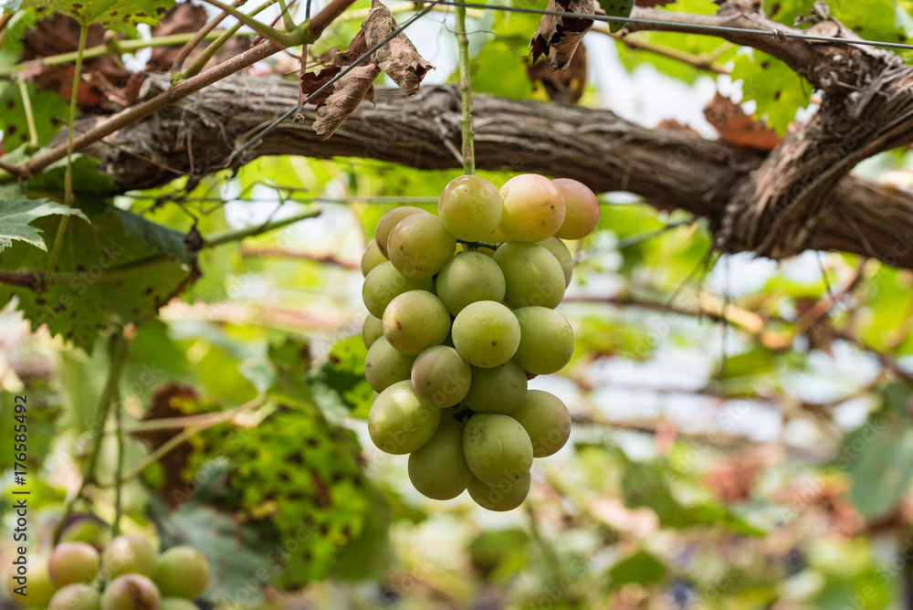 熟れ始めの葡萄の実