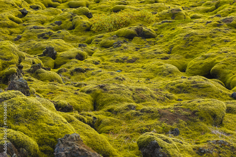 Icelandic moss and volcanic rocks / Iceland Icelandic moss and volcanic rocks / Iceland