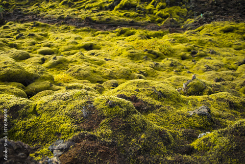 Icelandic moss and volcanic rocks / Iceland © gritsalak