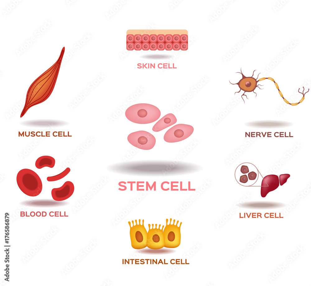 Illustration of the Human Stem Cell Applications on a white background ...