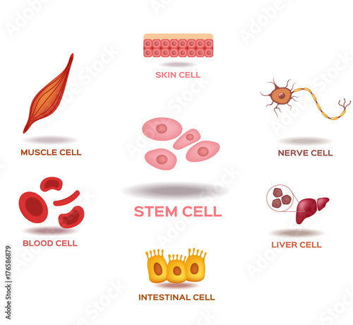 Illustration of the Human Stem Cell Applications on a white background