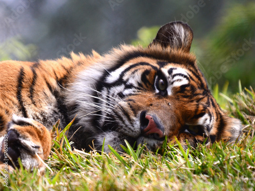 Canvas Print Resting Tiger