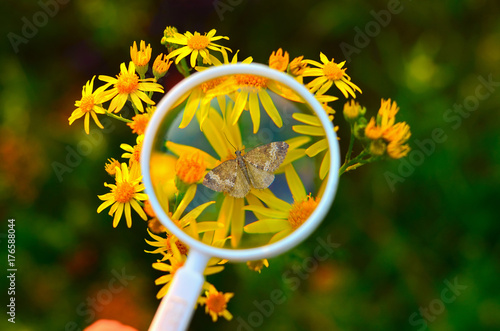 Butterfly under a magnifying glass, entomology concept, field study