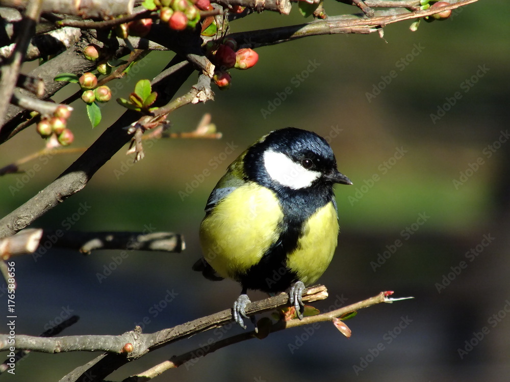 Obraz premium Great Tit In Spring