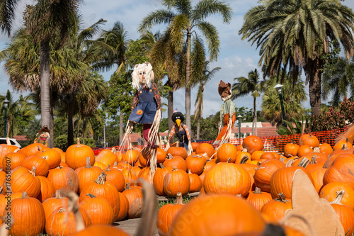 Colored Pumpkin patch in Florida, Miami before Halloween and Thanksgiving holidays  photo