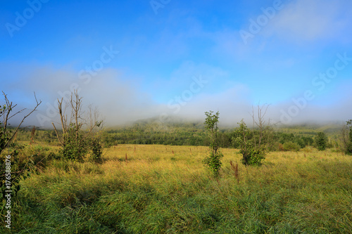 beautiful forest and grassland under blue sky