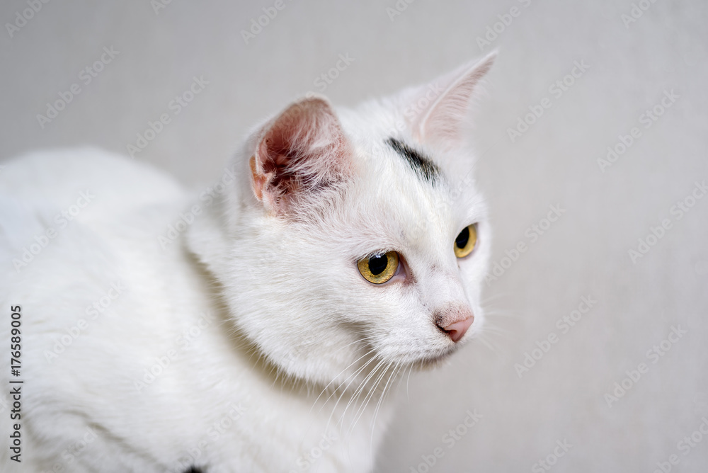 portrait of a beautiful white domestic cat portrait of a beautiful white domestic cat
