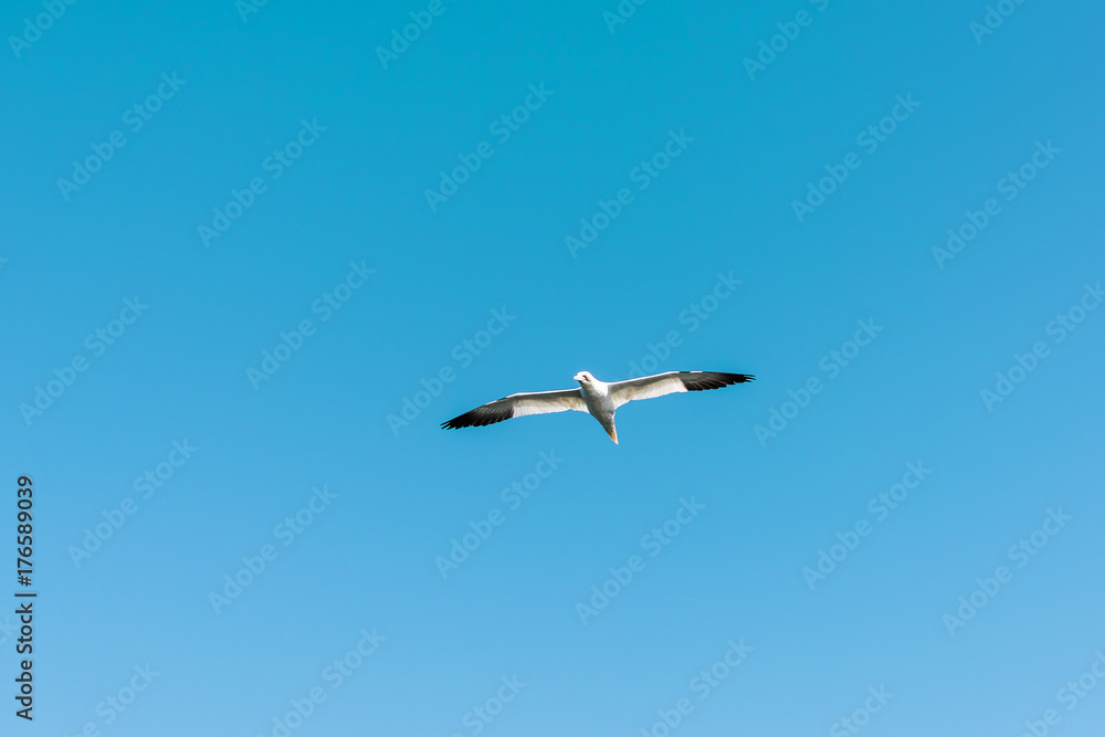 Flying gannet birds isolated against blue sky in Perce, Gaspesie, Gaspe region of Quebec, Canada by Bonaventure Island Flying gannet birds isolated against blue sky in Perce, Gaspesie, Gaspe region of Quebec, Canada by Bonaventure Island
