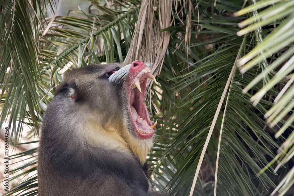 Fototapeta premium mandrill