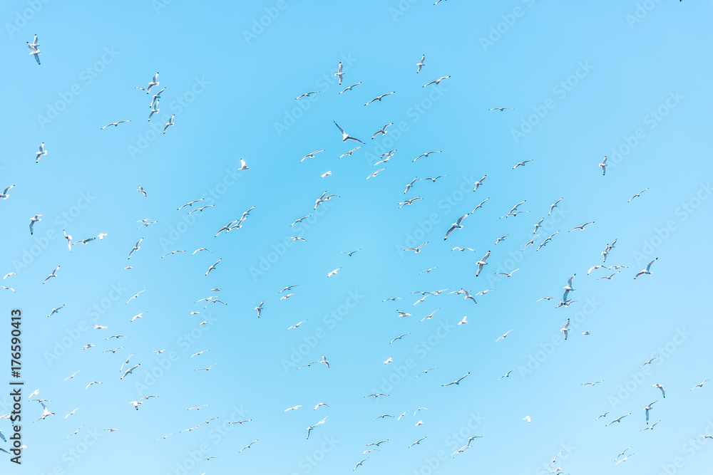 Flying gannet birds isolated against blue sky in Perce, Gaspesie, Gaspe region of Quebec, Canada by Bonaventure Island Flying gannet birds isolated against blue sky in Perce, Gaspesie, Gaspe region of Quebec, Canada by Bonaventure Island