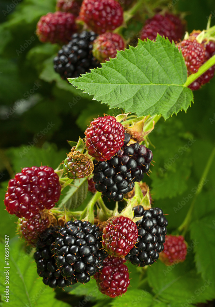 Blackberry fruit in garden Blackberry fruit in garden