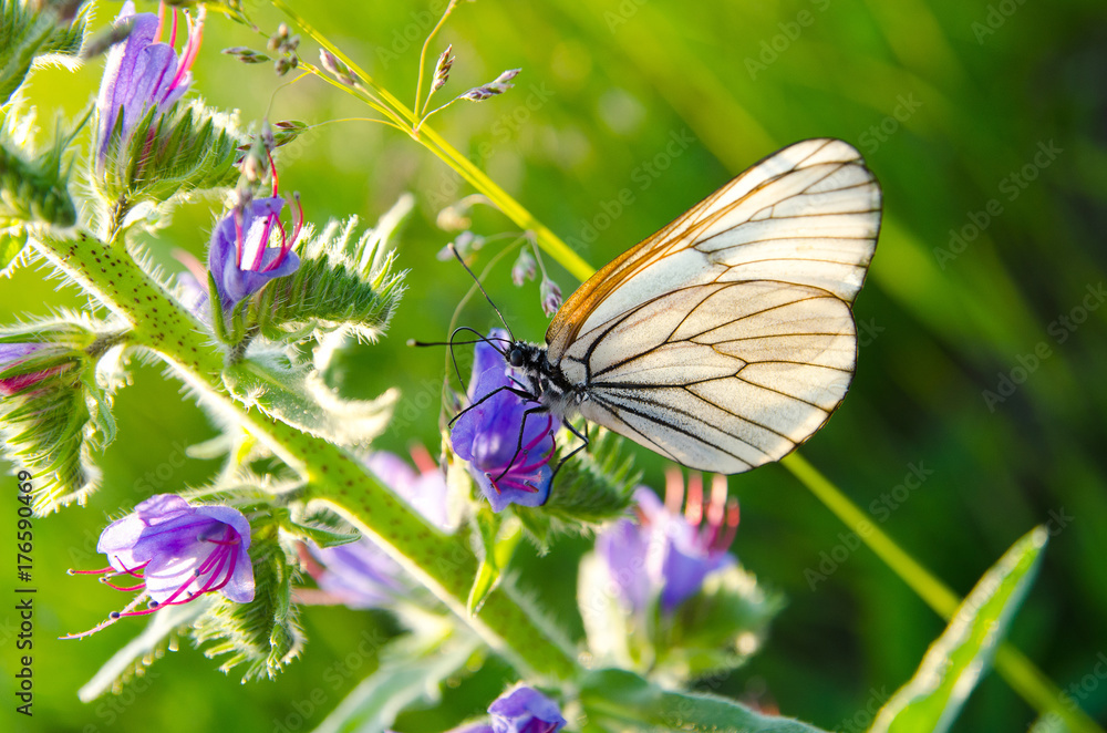 White butterfly with black veins of hawthorn sitting on purple flowers in summer White butterfly with black veins of hawthorn sitting on purple flowers in summer
