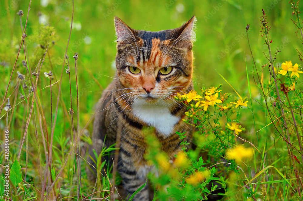 Cat sitting in the grass in the meadow. Domestic cat walking outdoors
