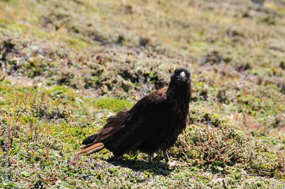 Obraz premium Striated Caracara on the Falkland Islands