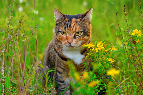 Cat sitting in the grass in the meadow. Domestic cat walking outdoors