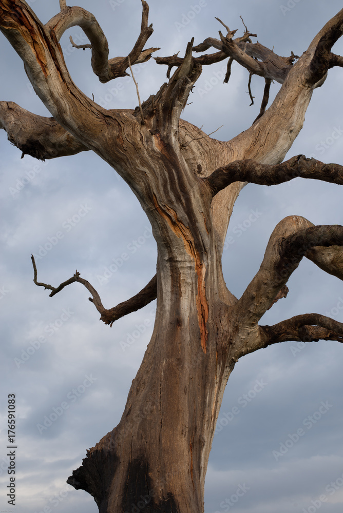 It is like the lightning has left part of itself in this tree It is like the lightning has left part of itself in this tree