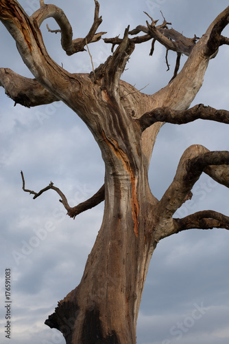 It is like the lightning has left part of itself in this tree © Brenden