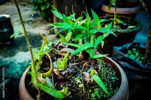 plants