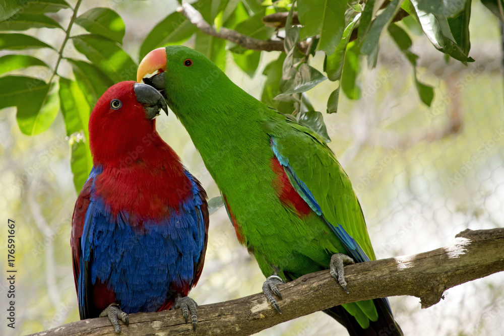 Fototapeta premium eclectus parrot