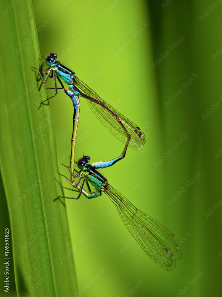 Mating pair of Blue tailed Damselflies Ischnura elegans in the so called copulation wheel position Mating pair of Blue tailed Damselflies Ischnura elegans in the so called copulation wheel position
