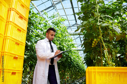 Agro-engineer in whitecoat making research in hothouse among tomato vegetation photo