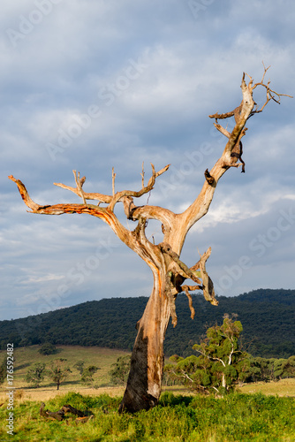 Three strike tree