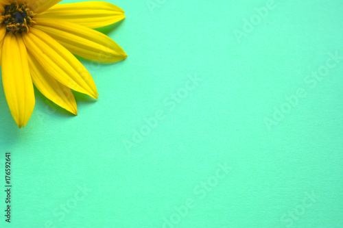 petals of yellow daisies on a popular mint background. minimal art. flat