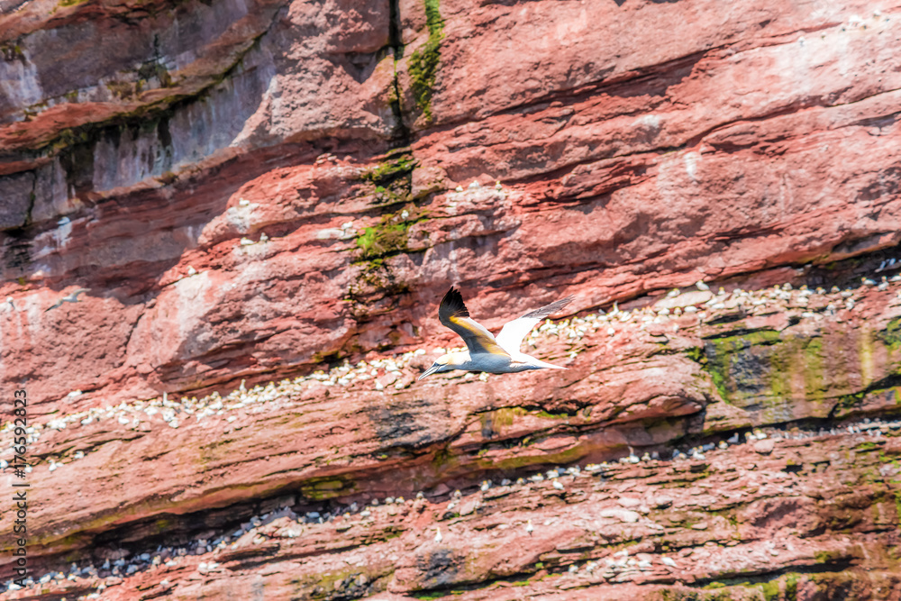 Flock of gannet birds perched with single one flying by Bonaventure island cliff in Perce, Gaspesie, Gaspe region of Quebec, Canada Flock of gannet birds perched with single one flying by Bonaventure island cliff in Perce, Gaspesie, Gaspe region of Quebec, Canada