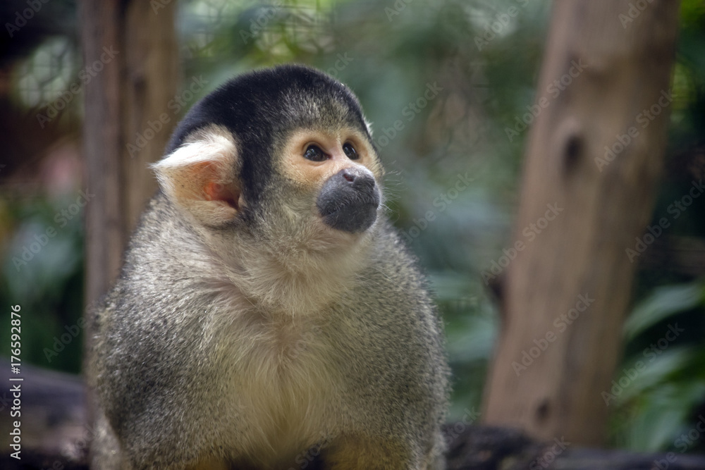 Obraz premium black-capped squirrel monkey