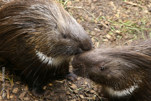 Indian Crested Porcupine Hystrix indica couple caring for each other