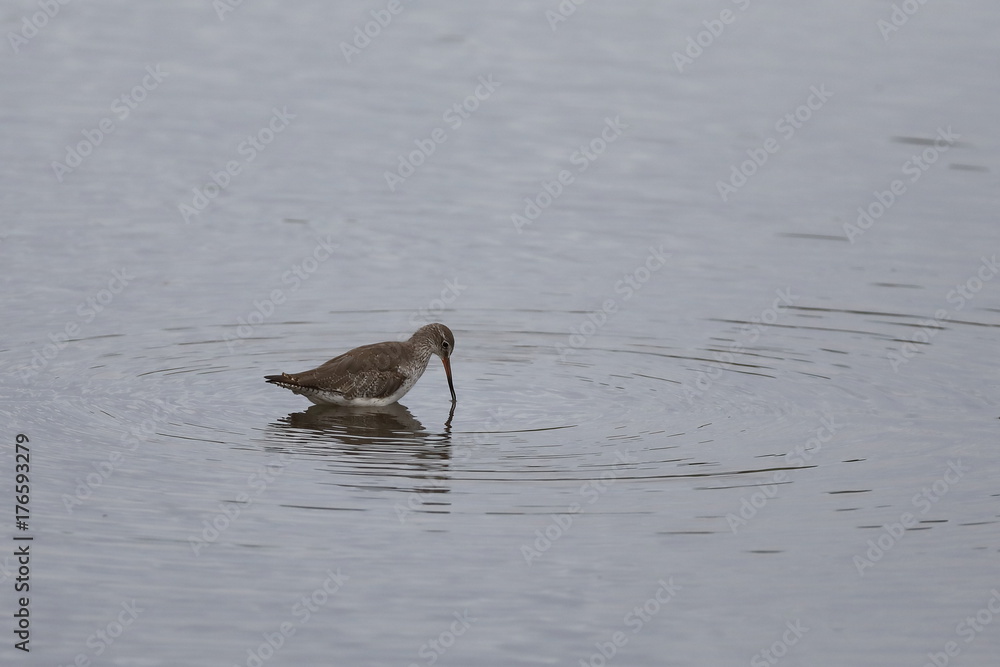 A Marsh Sandpiper, taken at Sungei Buloh wetland nature reserve in Singapore A Marsh Sandpiper, taken at Sungei Buloh wetland nature reserve in Singapore